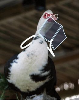 动画在现实生活中的应用_动画的生活_动画生活方式